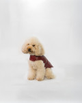 Cappottino in Pelle per Cani – Bau | Leather Trend