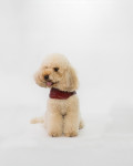 Leather Coat for Dogs – Bau | Leather Trend
