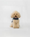 Leather Coat for Dogs – Bau | Leather Trend